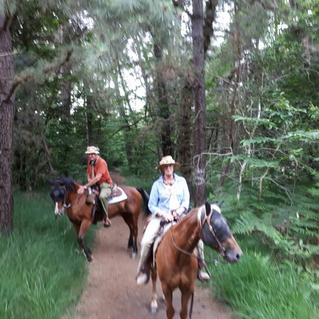  horse ride in the woods 