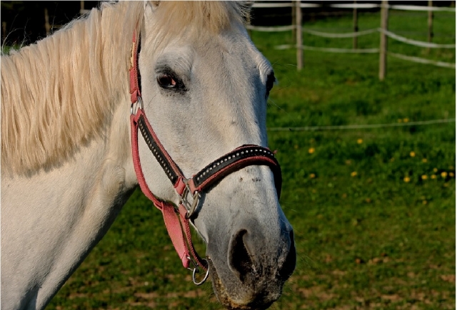 cavallo bianco guarda la camera