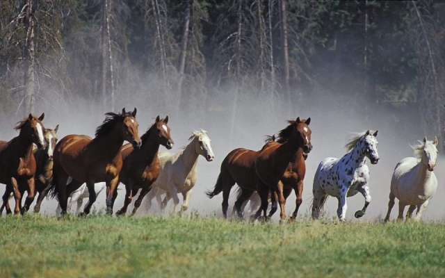 horses 
