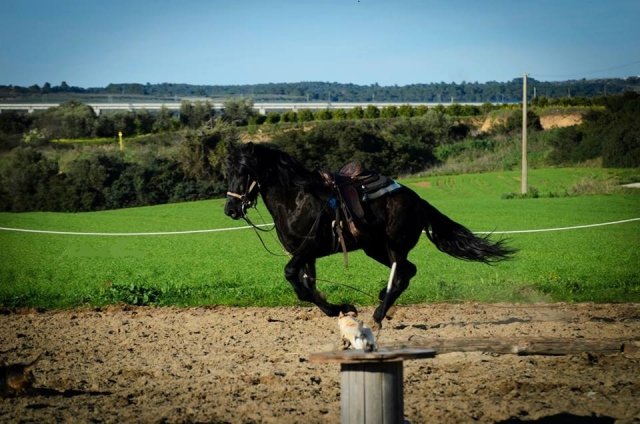  horse 