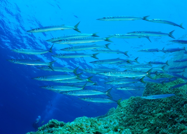  Barracuda Secca di Fonza 