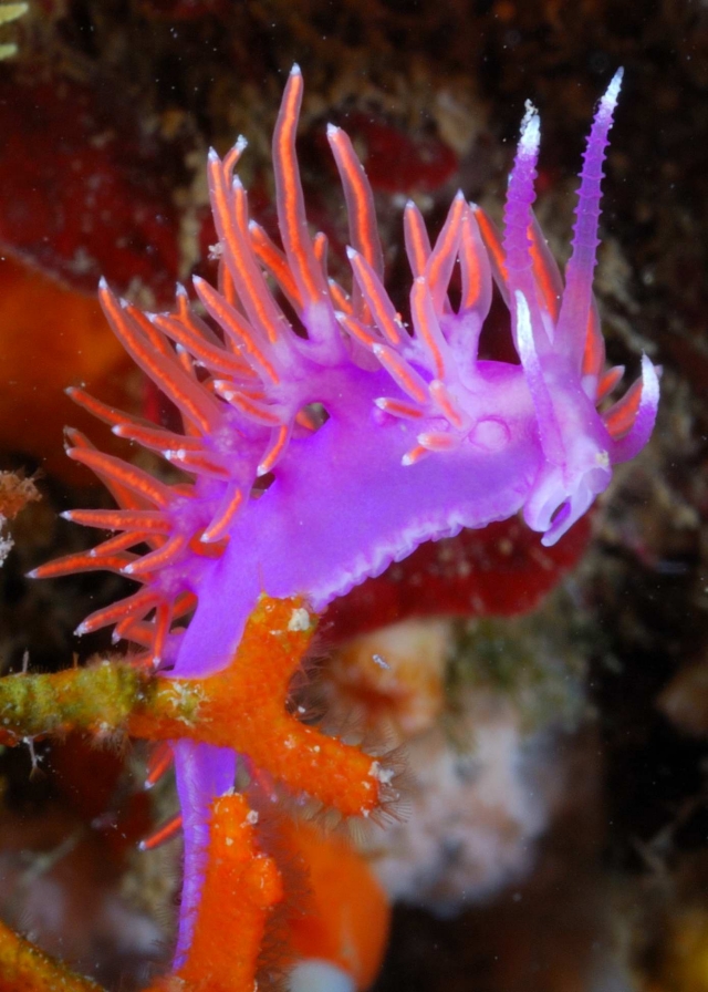 Flabellina 