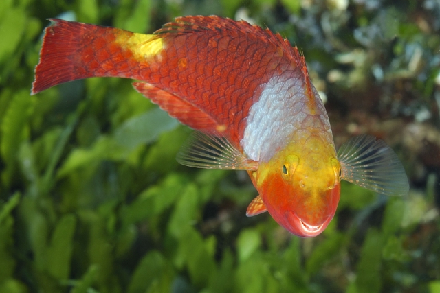  Papageienfisch 
