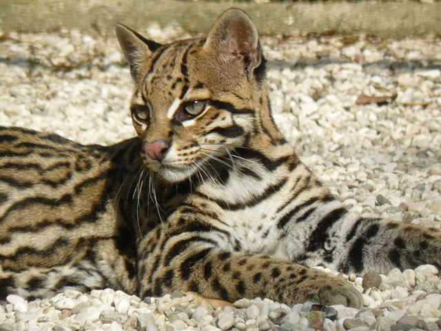 ocelot