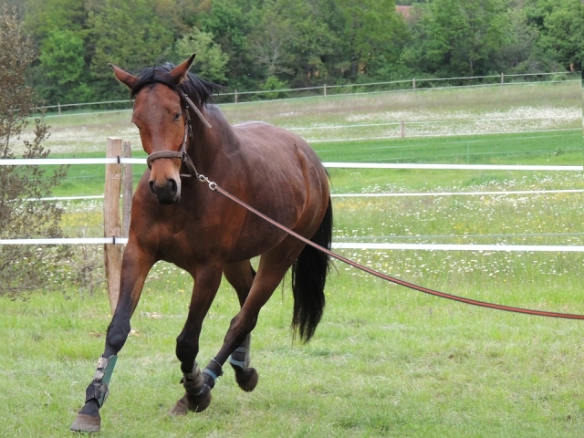 passeggiate a cavallo