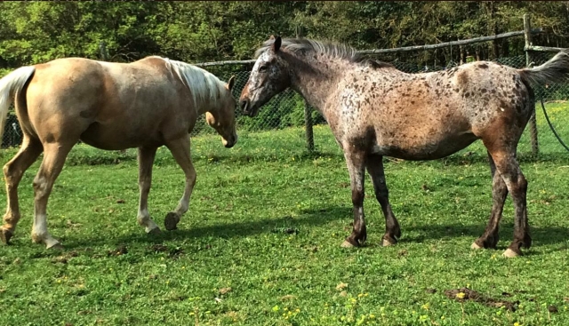  Caballos 
