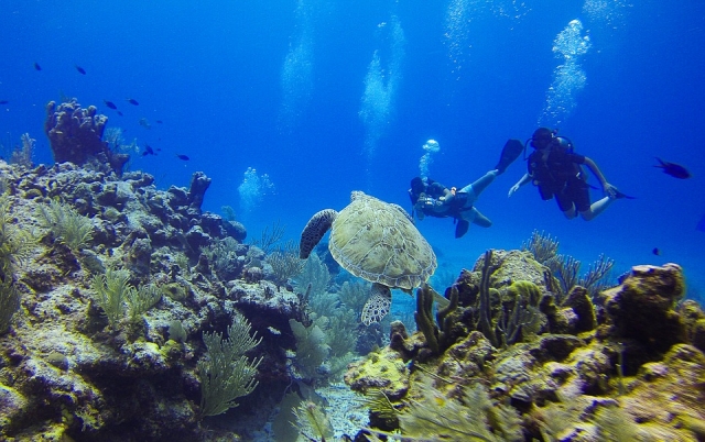 Together with the turtles 