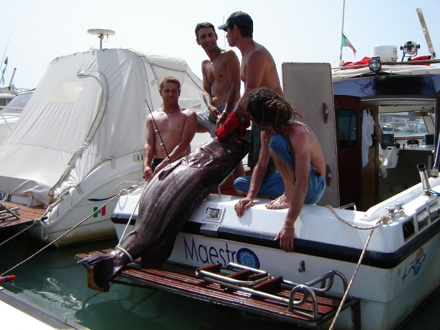 Cernia bianca