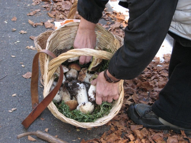 A la recherche des champignons 