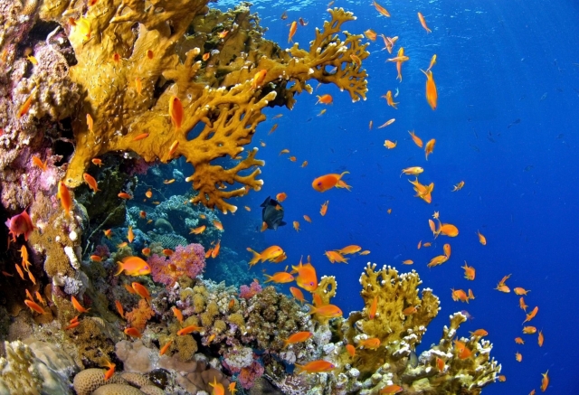  MERAViglie Marine 