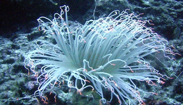  Plante