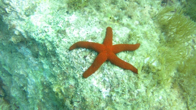  Guidé par les étoiles 