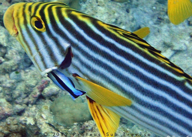 Pesce striato
