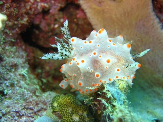 In fondo tra i fondali