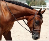  Lecciones de todos los niveles 