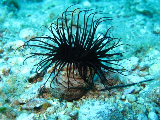  Nossos cursos avançados 