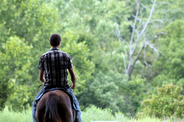 e-19687637-horse-837220-960-72014867328485261.jpg