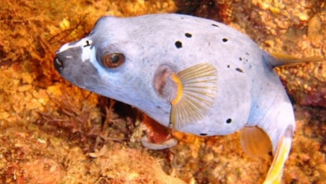  Marine Horse