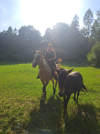 res_o-42663-passeggiate-a-cavallo_di_chiara-gasparotto_1000108275_17921402338116.jpg