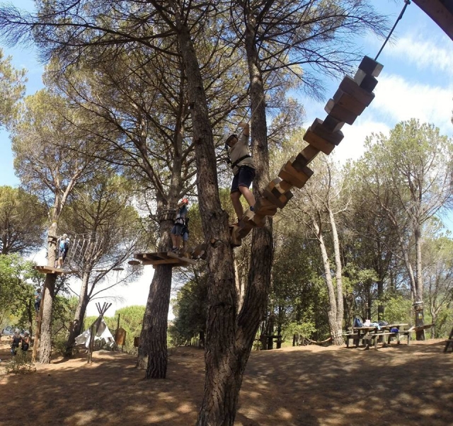 Sempre tra gli alberi