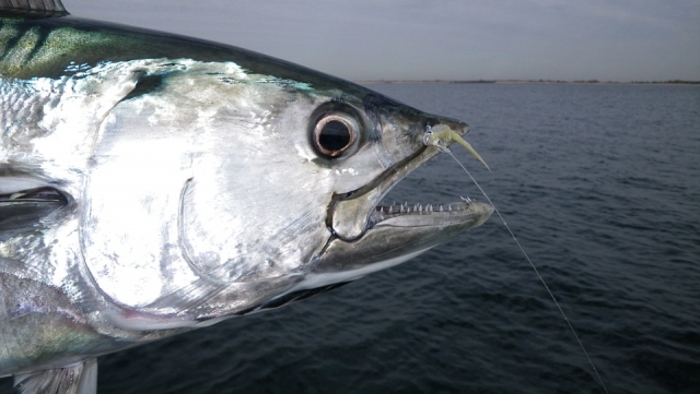  Tuna 
