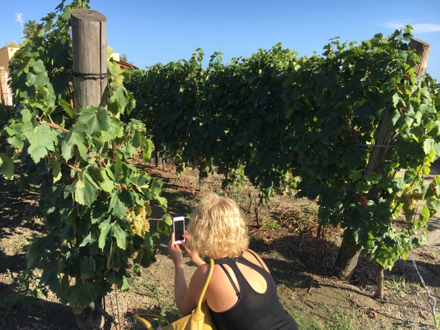  Between wineries and vineyards 