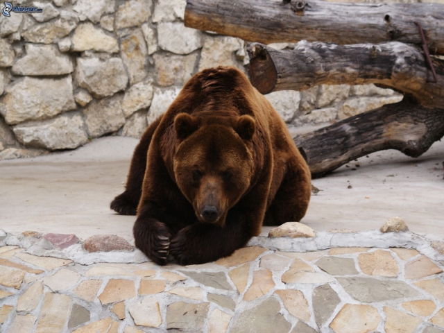 Orso Bruno