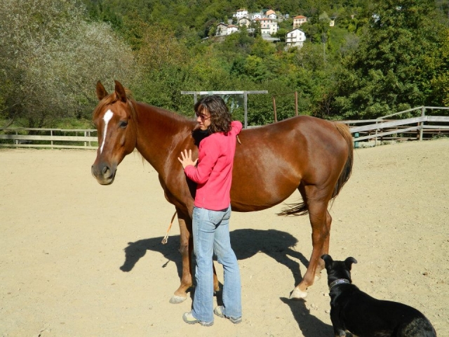  Natural Horseman Liberty 