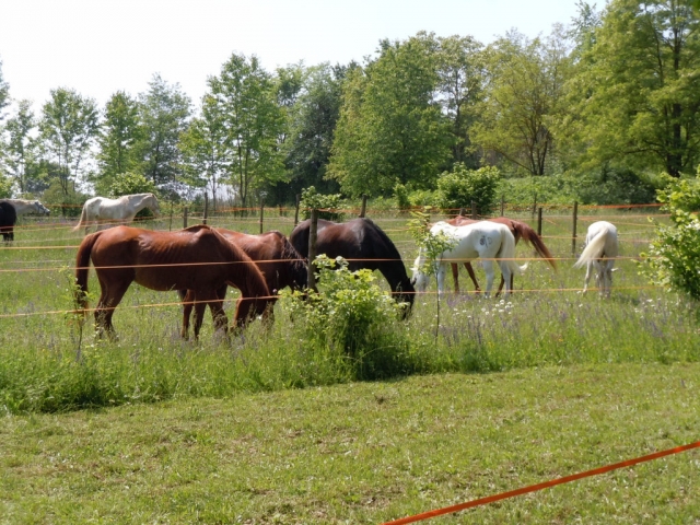  Equitation à Alexandrie 