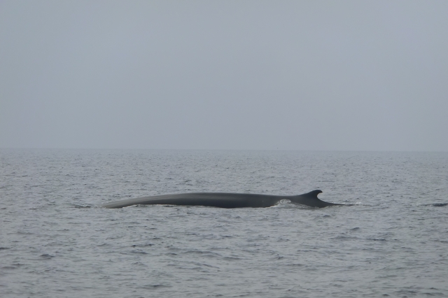 Balenottera comune santuario dei cetacei