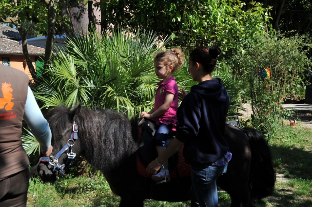  eines der Ponys 
