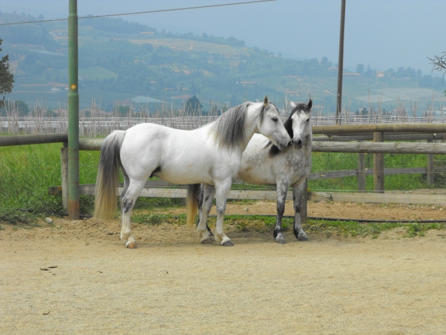  Mistral e Zamir 