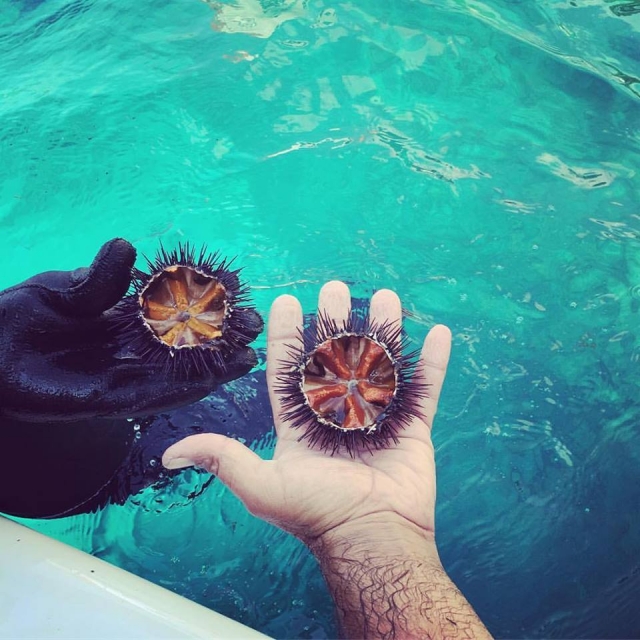 Sea Ricci 