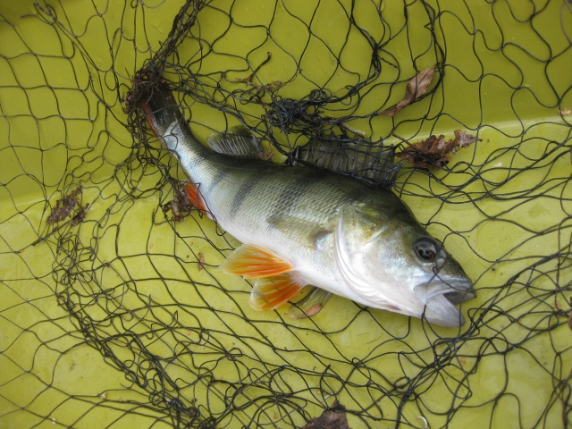  peixe 