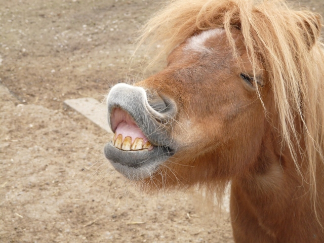 pony2.jpg