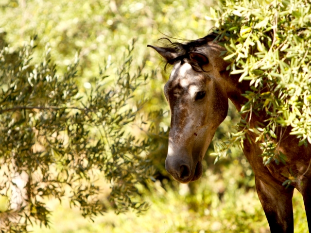 nos chevaux 