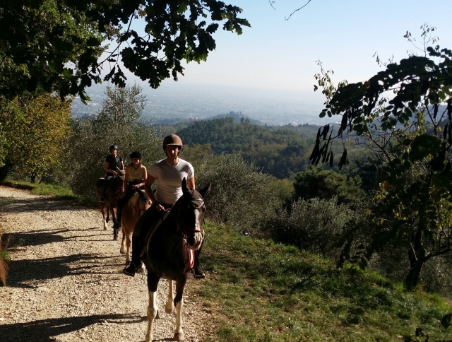  nos chevaux 