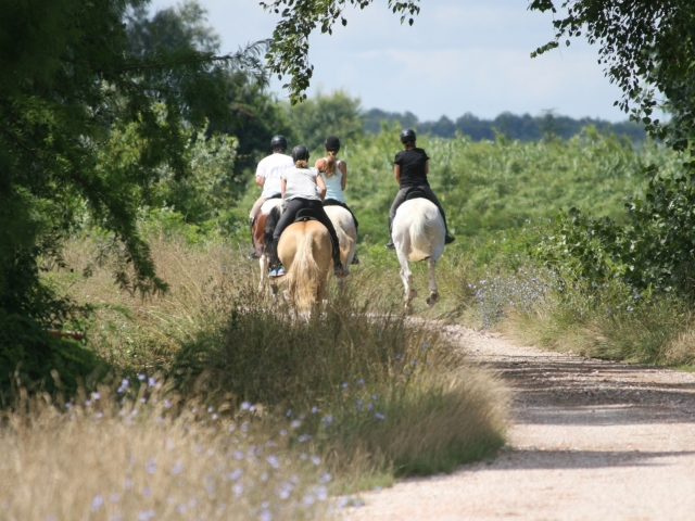  nos chevaux 