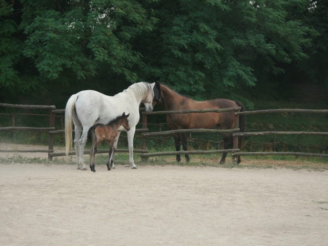  nos chevaux 