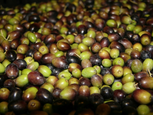  nos olives 