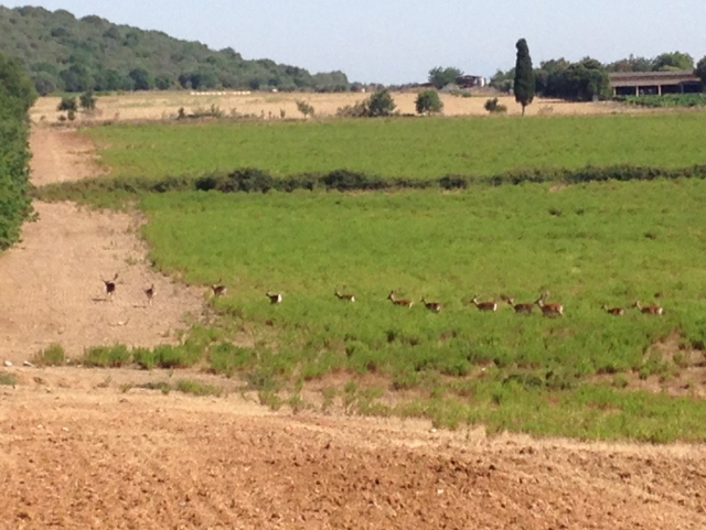 e-19705578-parco-maremma-sanrabano-514755286849386.jpg