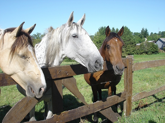  Horses 