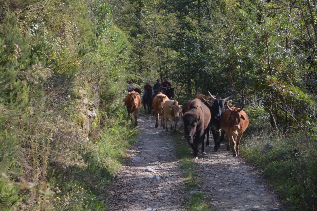 Passeggiate nella natura