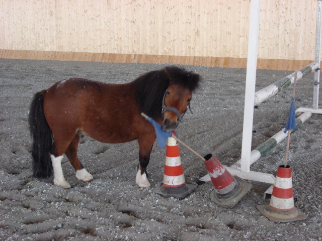 Pony School in Bologna 
