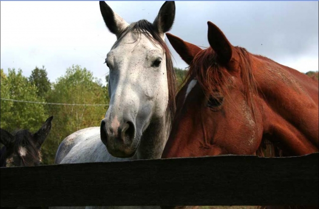  Nuestros caballos 