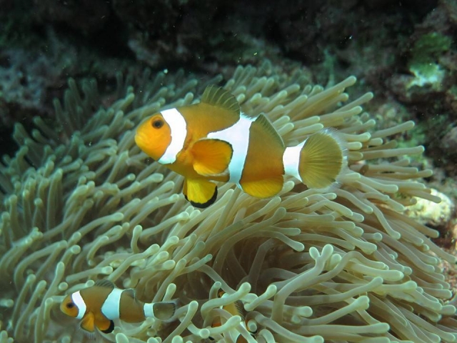  海底鱼类 