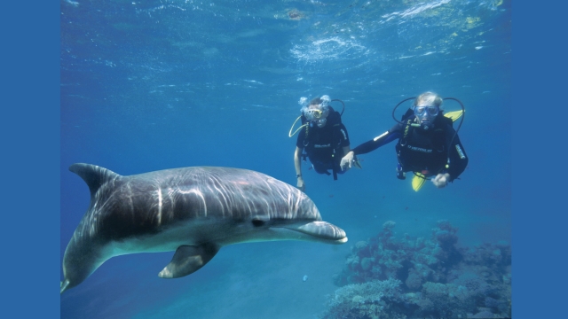  ¡Contacto con un hermoso delfín! 