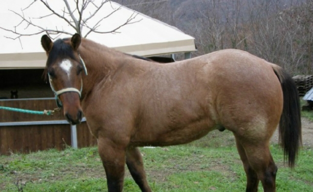  Uno de nuestros caballos 