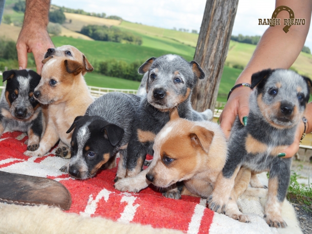  puppies 