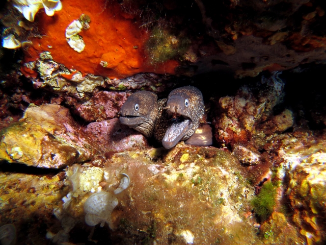 Esplorando i fondali 